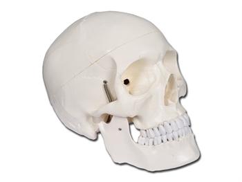 Dokadnie wykonana ludzka czaszka 1X-2 czciowa/VALUE HUMAN SKULL 1X-2 parts