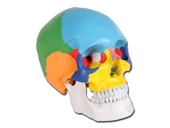 Dobrze wykonana kolorowa ludzka czaszka 1X-2czciowa/VALUE COLOURED HUMAN SKULL 1X-2parts