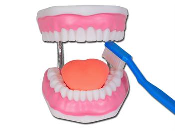 Dobry model higieny ustnej - 3X/VALUE ORAL HYGIENE MODEL - 3X