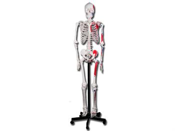 Dobrze wykonany szkielet ludzki z miniami/VALUE HUMAN MUSCULAR SKELETON