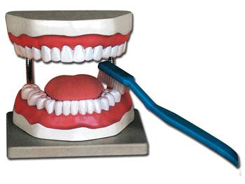 Model higieny ustnej - 3x/ORAL HYGIENE - 3x