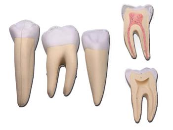 Model 3 zbw (siekacza, ka i trzonowego)-10x/3 TEETH SET (incisor, canine and molar)-10x