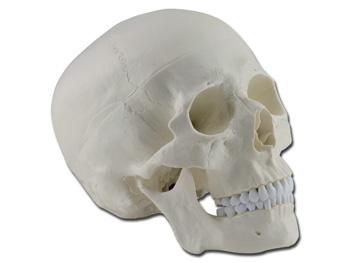 Model ludzkiej czaszki - 1X - 3 czci/HUMAN SKULL - 1X - 3 parts