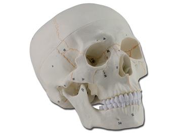 Model ludzkiej czaszki - 1X - 3 czci-numerowana/HUMAN SKULL - 1X - 3 parts-numerated