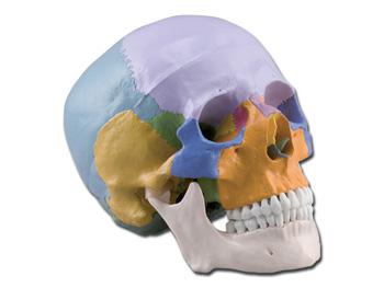Model ludzkiej czaszki - 1X - 3 czci-w kolorze/HUMAN SKULL - 1X - 3 parts-coloured