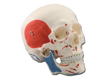 Model ludzkiej czaszki - 1X - 3 czci-miniowa/HUMAN SKULL - 1X - 3 parts-muscular