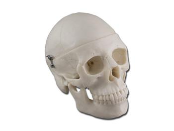 Mini-Model ludzkiej czaszki - 0.5x/HUMAN MINI SKULL - 0.5x