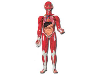 Muskulatura ludzkiego ciaa - 30 czci - 0.5X/MUSCULAR HUMAN BODY - 30 parts - 0.5X 