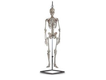 Ludzki szkielet - dobrze wykonany/VALUE HUMAN SKELETON