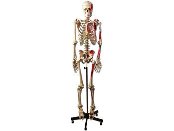 Ludzki szkielet miniowy/HUMAN MUSCULAR SKELETON